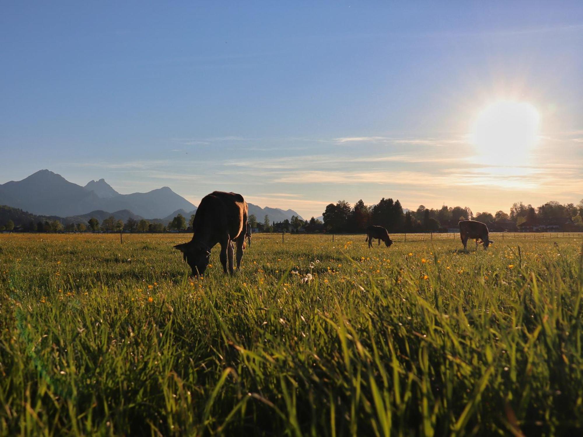 Gaestehaus Koepf Füssen Buitenkant foto