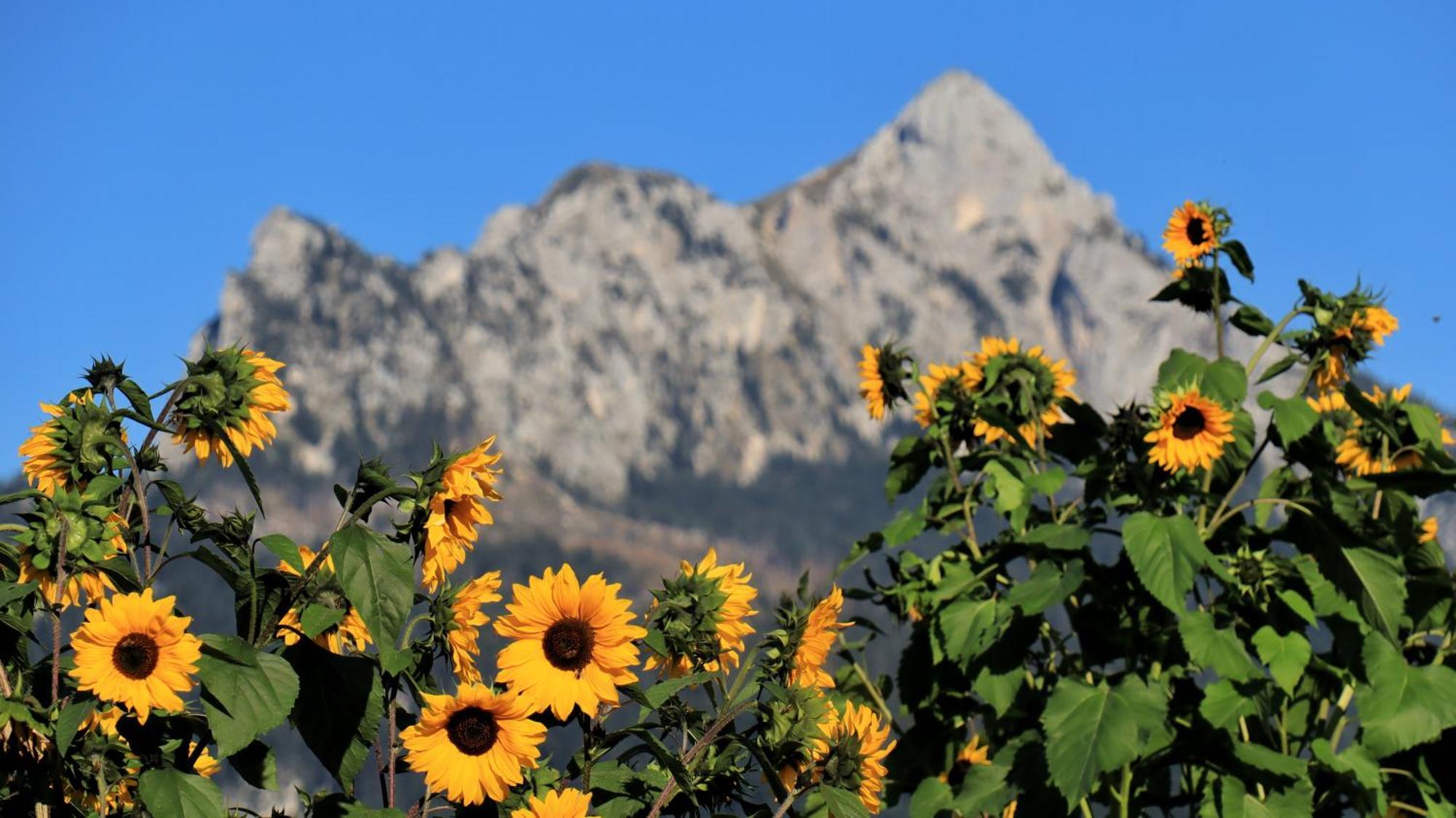 Gaestehaus Koepf Füssen Buitenkant foto